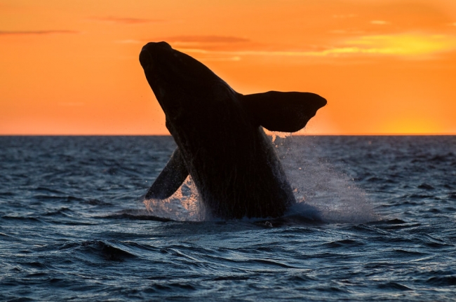 Tulipanes & Ballenas. Esquel + Puerto Madryn  - 14 de Octubre