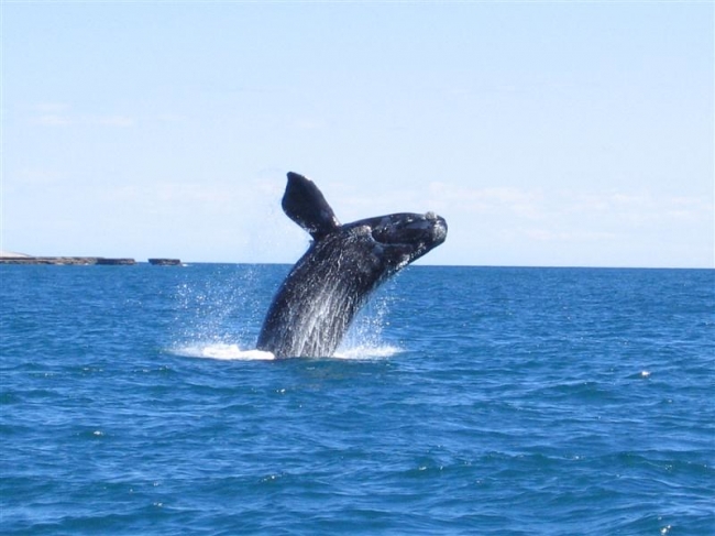 Puerto Madryn & Puerto Pir�mides - Salida 20/09 y 11/10